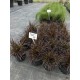 Пенісетум щетинистий 'Рубрум' (Pennisetum setaceum 'Rubrum') С3